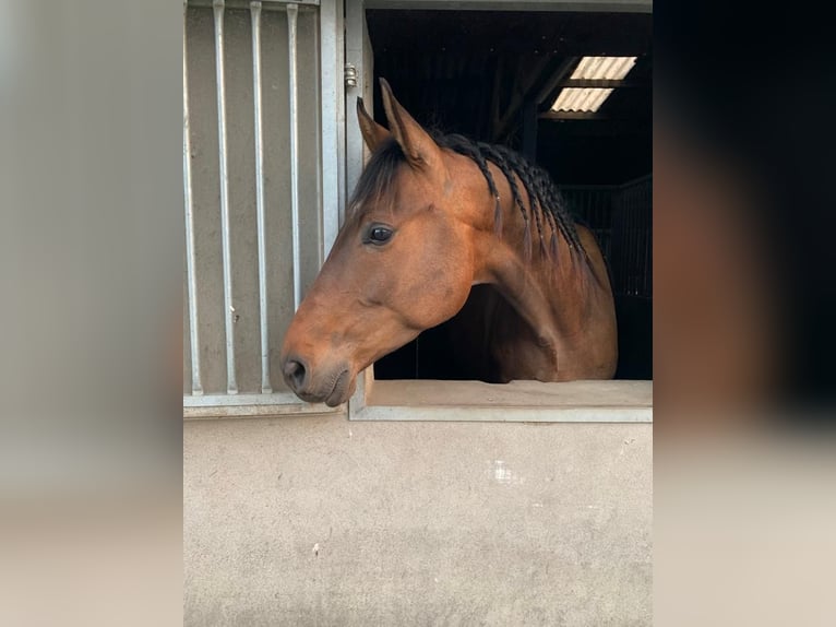 KWPN Caballo castrado 8 años 168 cm Castaño in Weeze