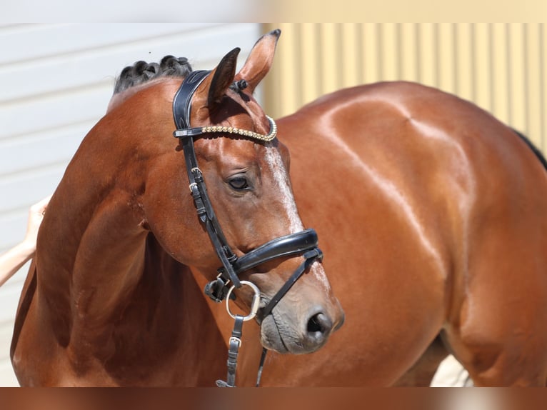 KWPN Caballo castrado 8 años 168 cm Castaño in Erftstadt