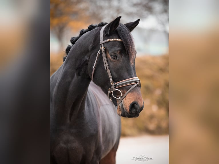 KWPN Caballo castrado 8 años 168 cm Castaño oscuro in Einbeck