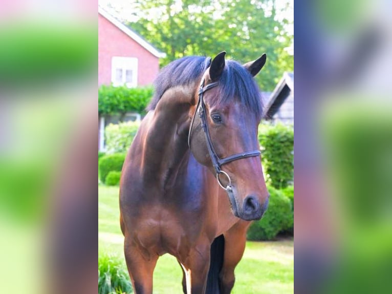 KWPN Caballo castrado 8 años 168 cm Castaño oscuro in Einbeck