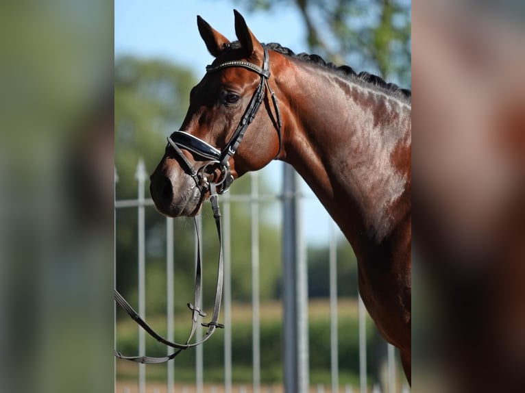 KWPN Caballo castrado 8 años 168 cm Castaño rojizo in Unna