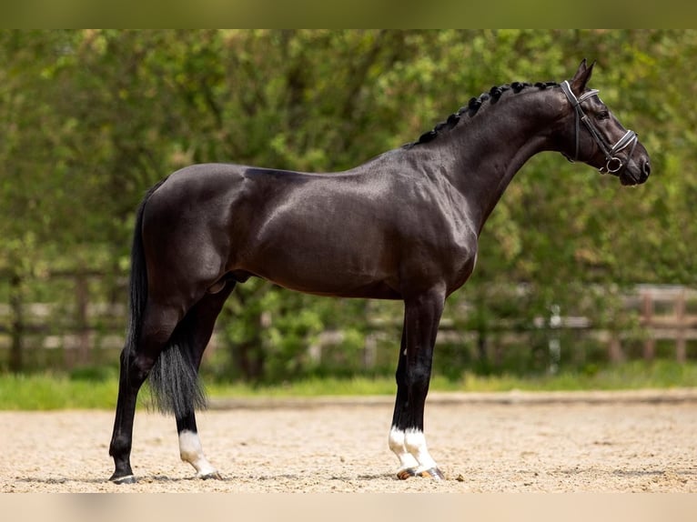 KWPN Caballo castrado 8 años 168 cm Negro in Mönchengladbach