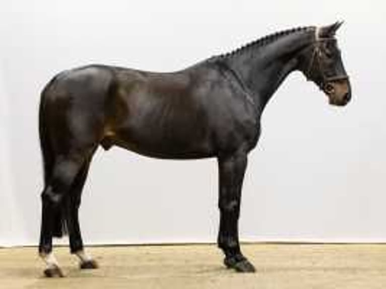 KWPN Caballo castrado 8 años 169 cm Castaño oscuro in Waddinxveen