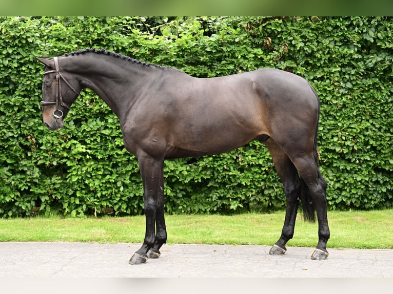 KWPN Caballo castrado 8 años 169 cm Morcillo in Bladel