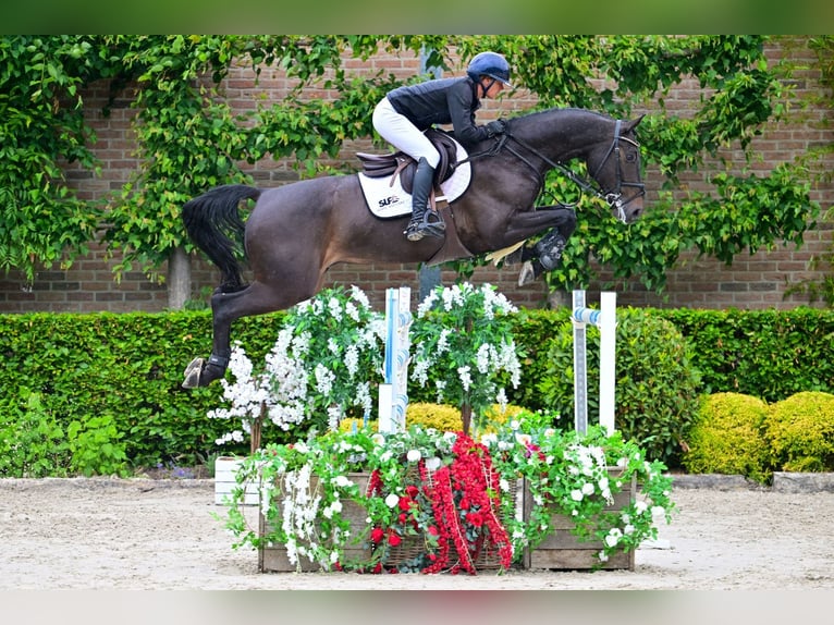 KWPN Caballo castrado 8 años 169 cm Morcillo in Bladel