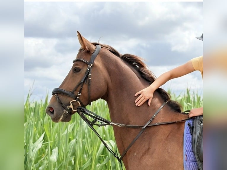 KWPN Caballo castrado 8 años 170 cm Alazán in Kaulille