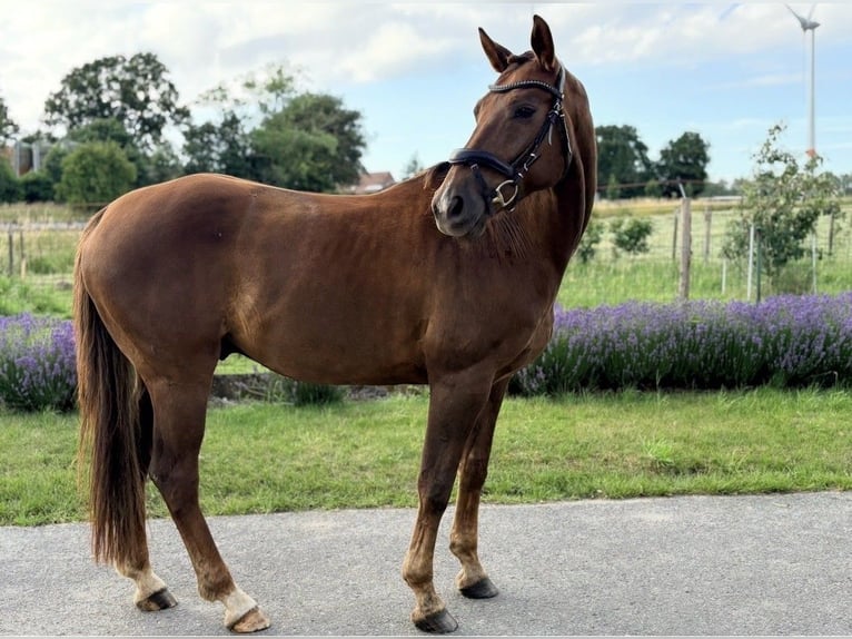 KWPN Caballo castrado 8 años 170 cm Alazán in Kaulille