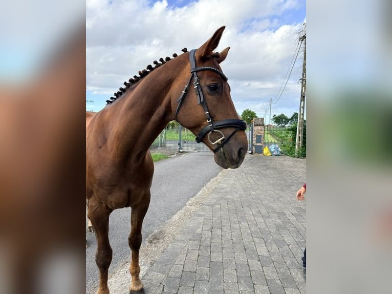 KWPN Caballo castrado 8 años 170 cm Alazán in Kaulille
