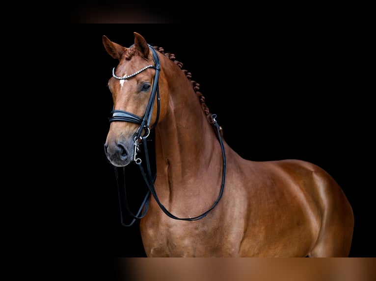 KWPN Caballo castrado 8 años 170 cm Alazán in Kwadijk