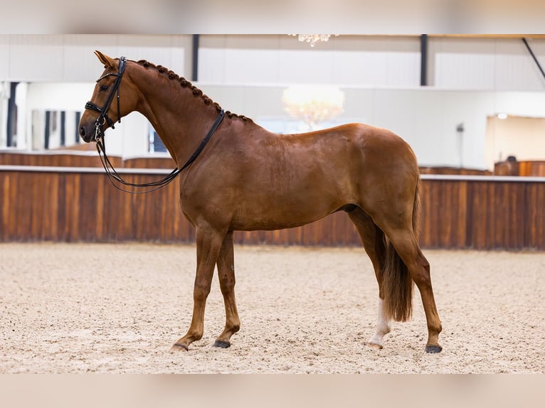 KWPN Caballo castrado 8 años 170 cm Alazán in Kwadijk