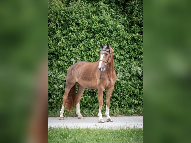 KWPN Caballo castrado 8 años 170 cm Alazán-tostado in Strullendorf