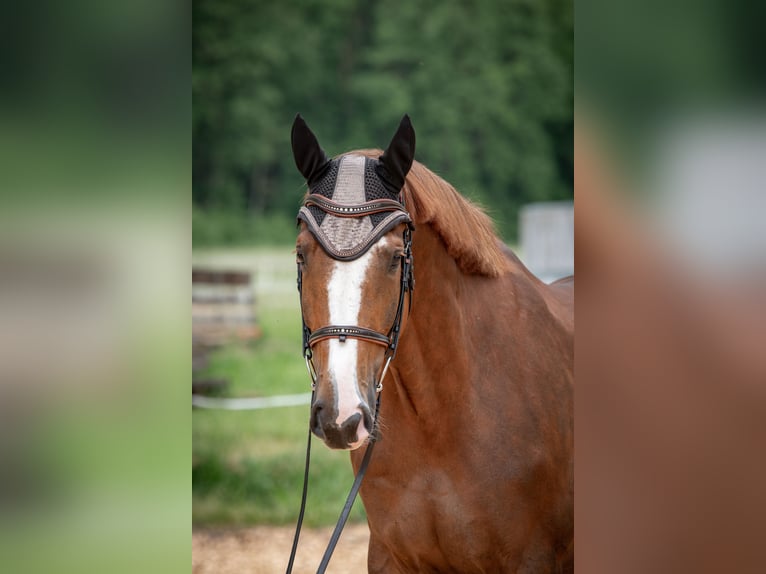 KWPN Caballo castrado 8 años 170 cm Alazán-tostado in Strullendorf