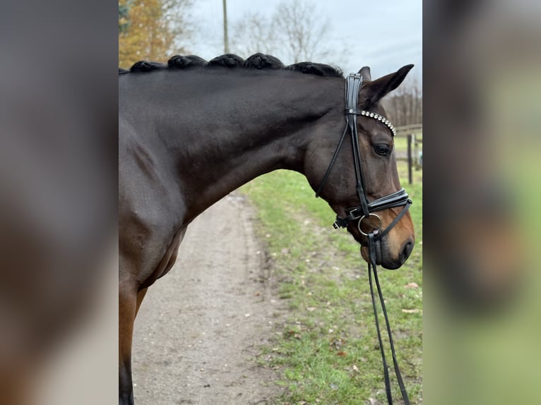 KWPN Caballo castrado 8 años 170 cm Castaño in Köln