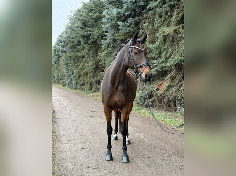 KWPN Caballo castrado 8 años 170 cm Castaño in Köln