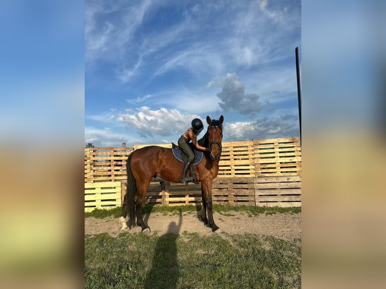 KWPN Caballo castrado 8 años 170 cm Castaño in Košice