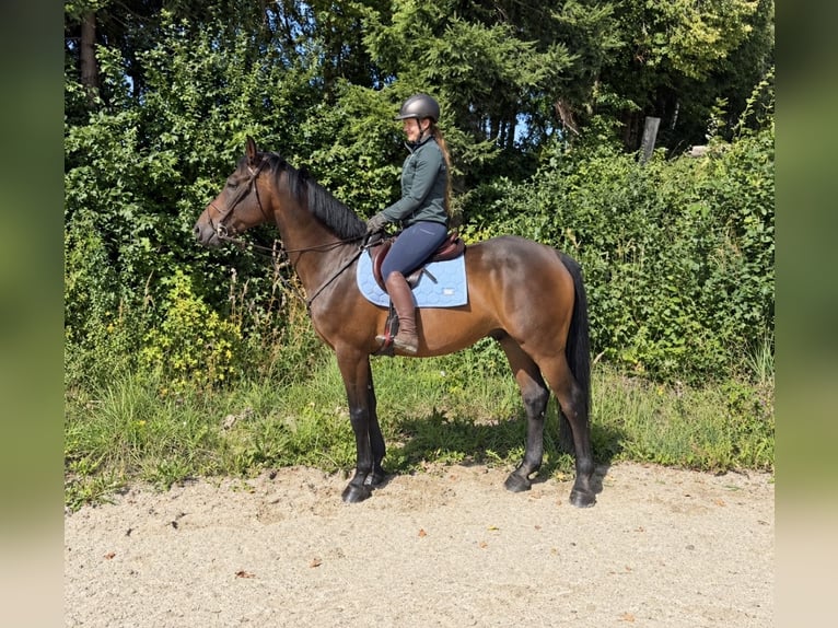 KWPN Caballo castrado 8 años 170 cm Castaño in Davidschlag