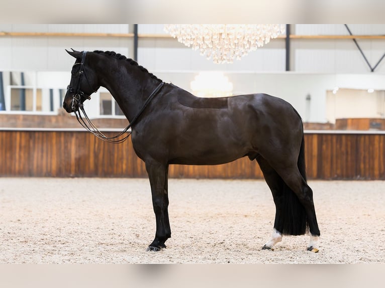 KWPN Caballo castrado 8 años 170 cm Castaño oscuro in Kwadijk