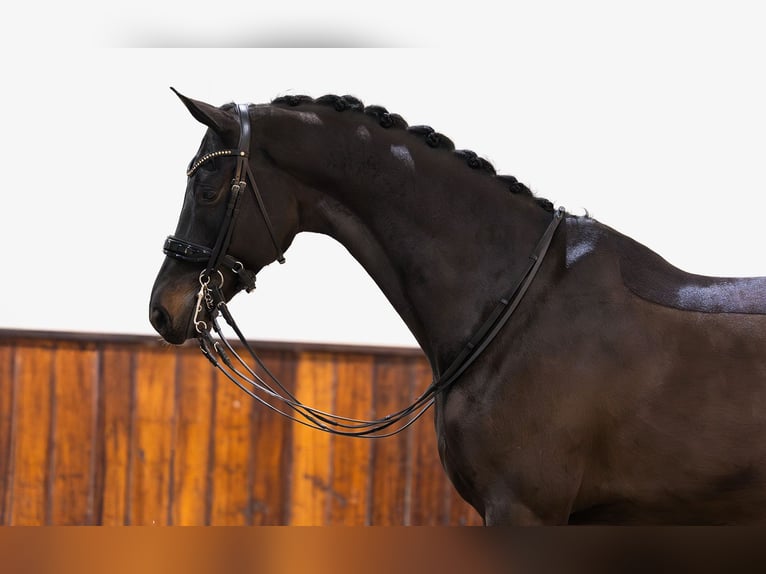 KWPN Caballo castrado 8 años 170 cm Castaño oscuro in Kwadijk