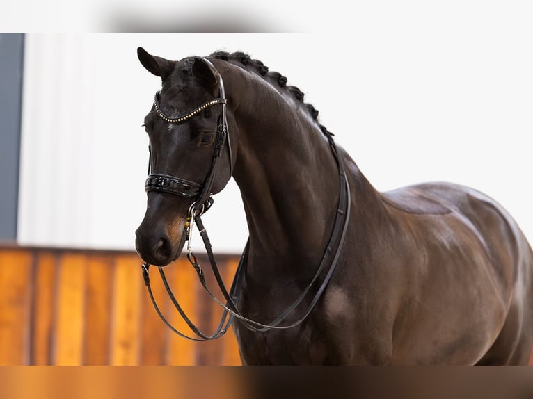 KWPN Caballo castrado 8 años 170 cm Castaño oscuro in Kwadijk