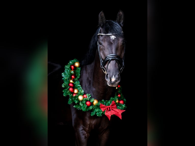 KWPN Caballo castrado 8 años 170 cm Morcillo in Sassenheim