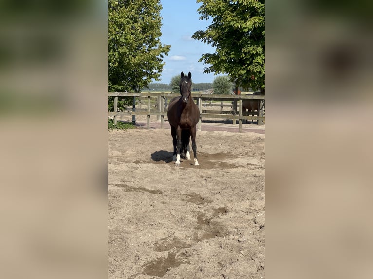 KWPN Caballo castrado 8 años 170 cm Morcillo in Sassenheim