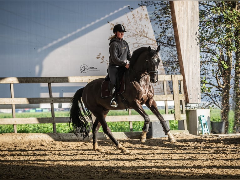 KWPN Caballo castrado 8 años 170 cm Morcillo in Sassenheim