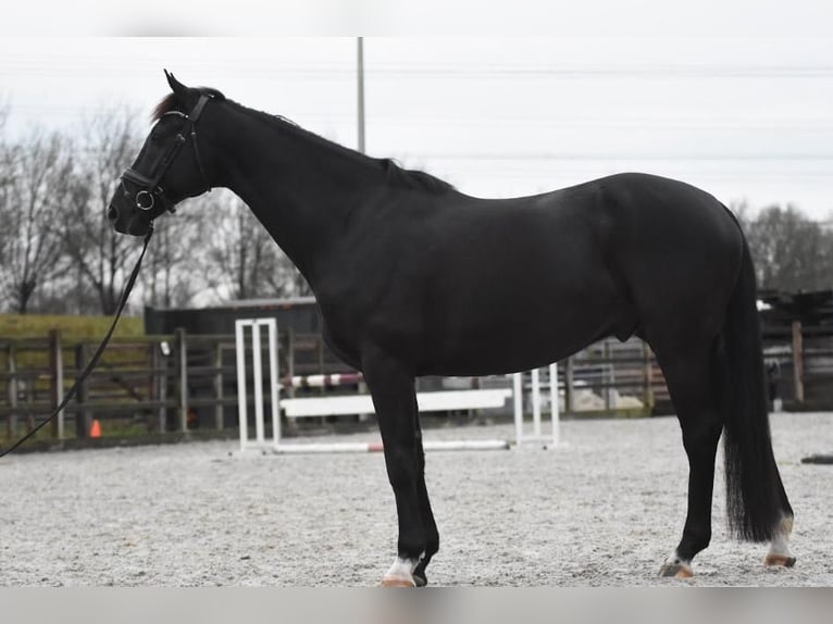 KWPN Caballo castrado 8 años 170 cm Negro in Slagharen