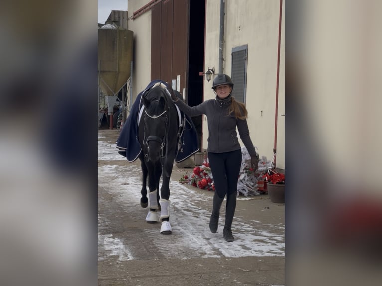 KWPN Caballo castrado 8 años 170 cm Negro in Erftstadt