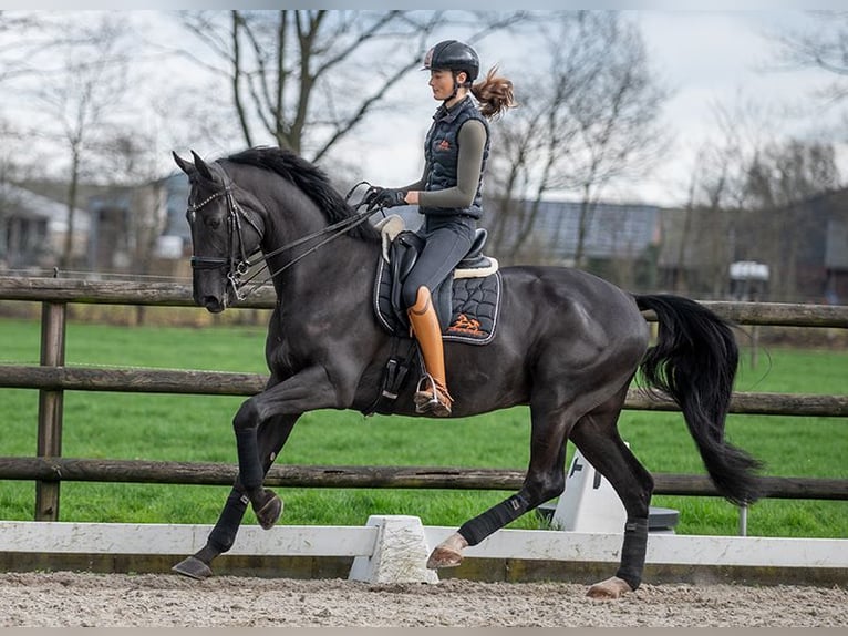 KWPN Caballo castrado 8 años 171 cm Negro in Pilisjászfalu