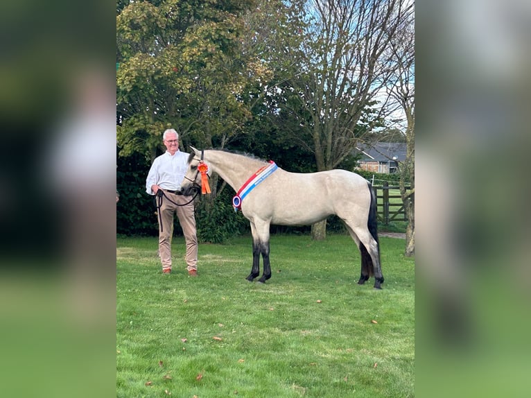 KWPN Caballo castrado 8 años 172 cm Alazán in Bilthoven