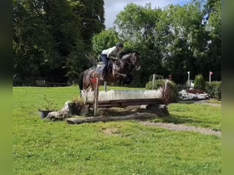 KWPN Caballo castrado 8 años 172 cm Alazán in Bilthoven