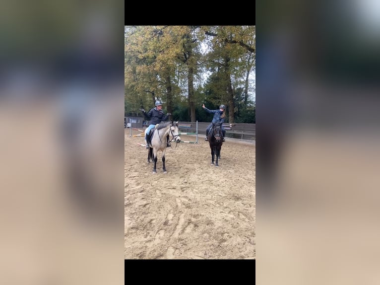 KWPN Caballo castrado 8 años 172 cm Alazán in Bilthoven