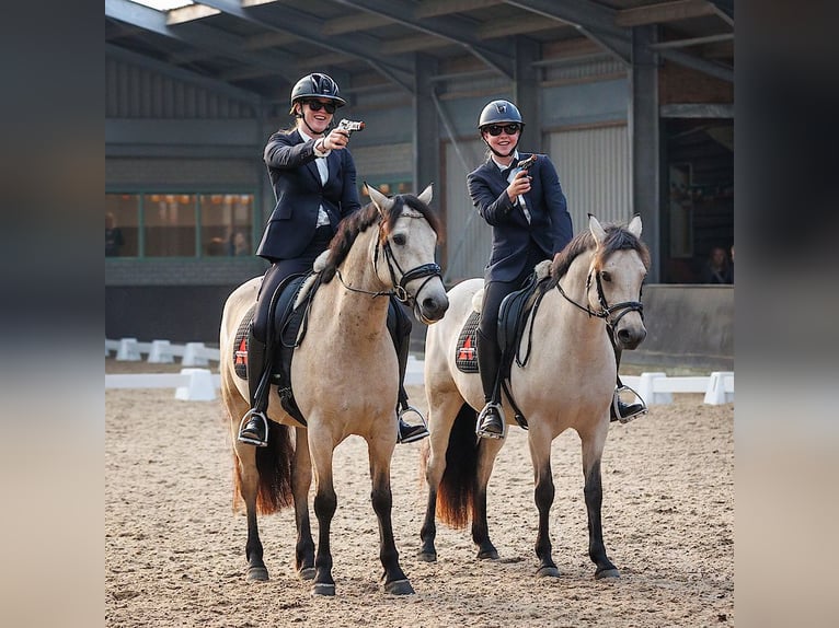 KWPN Caballo castrado 8 años 172 cm Alazán in Bilthoven