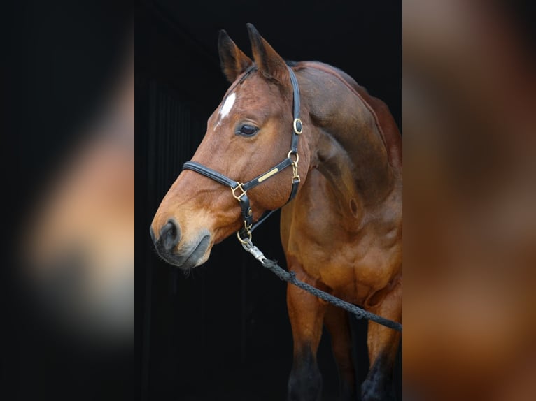 KWPN Caballo castrado 8 años 172 cm Castaño in Luftenberg