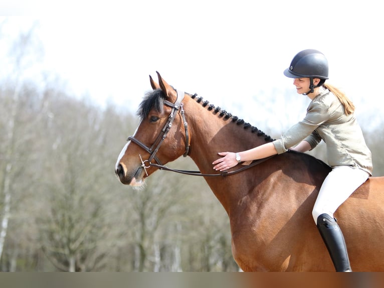 KWPN Caballo castrado 8 años 172 cm Castaño in Ommen