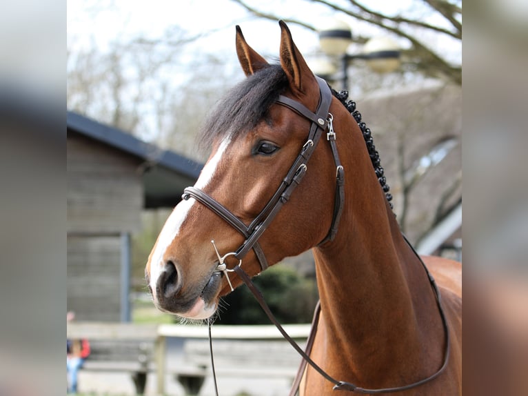 KWPN Caballo castrado 8 años 172 cm Castaño in Ommen