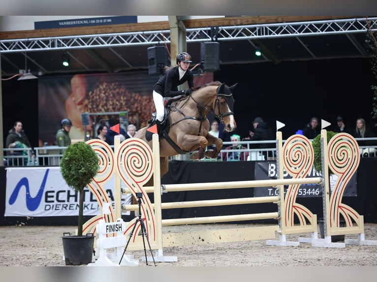 KWPN Caballo castrado 8 años 173 cm Alazán in Emmer-compascuum