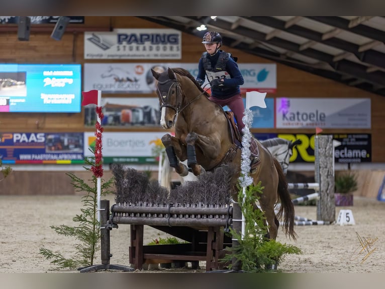 KWPN Caballo castrado 8 años 173 cm Alazán in Emmer-compascuum