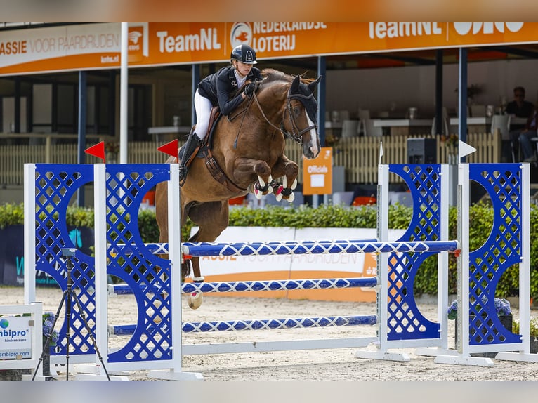 KWPN Caballo castrado 8 años 173 cm Alazán in Emmer-compascuum