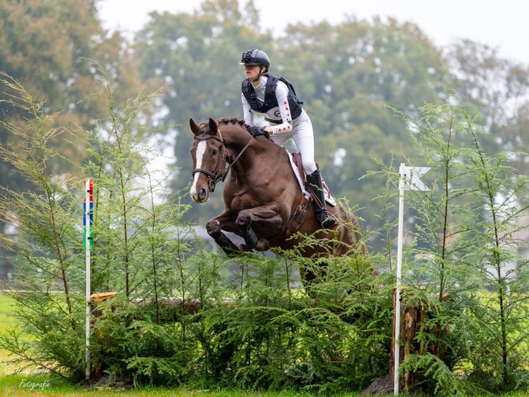 KWPN Caballo castrado 8 años 173 cm Alazán in Emmer-compascuum