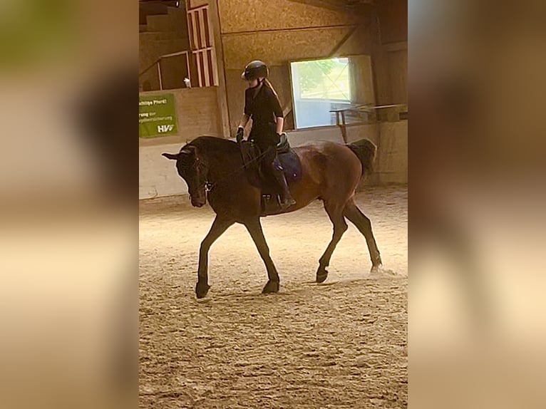 KWPN Caballo castrado 8 años 173 cm Castaño oscuro in Hetzmannsdorf