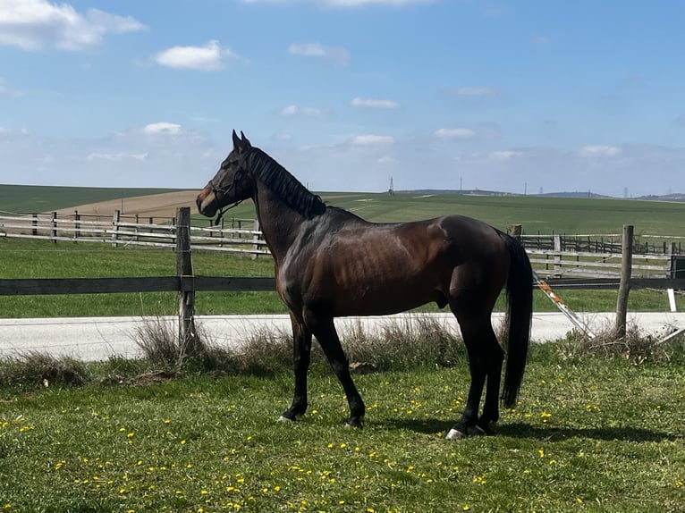 KWPN Caballo castrado 8 años 173 cm Castaño oscuro in Hetzmannsdorf