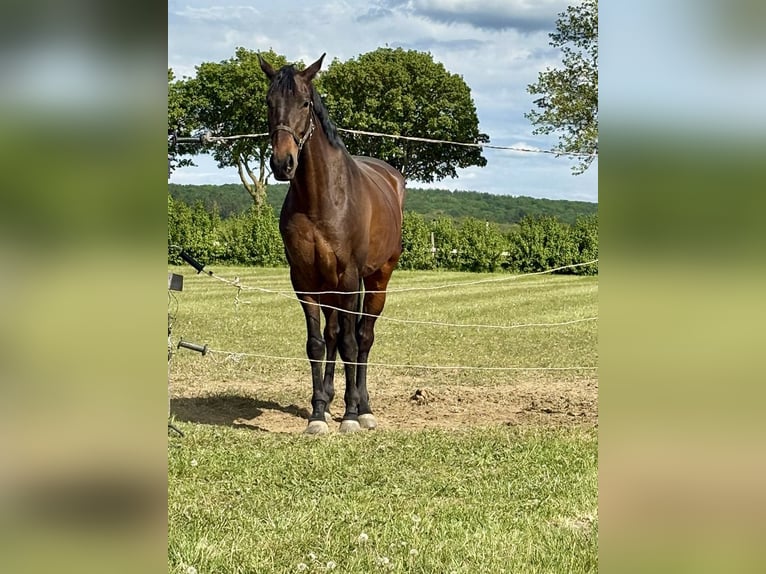 KWPN Caballo castrado 8 años 173 cm Castaño oscuro in Hetzmannsdorf