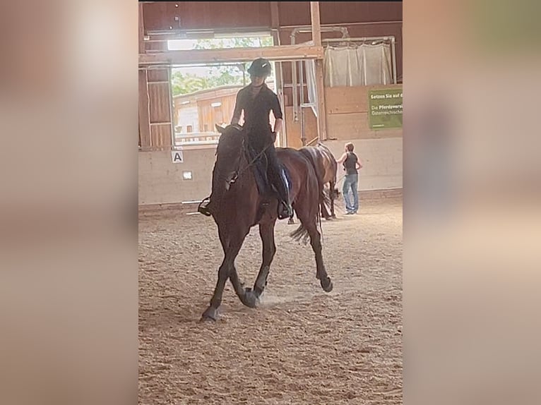 KWPN Caballo castrado 8 años 173 cm Castaño oscuro in Hetzmannsdorf