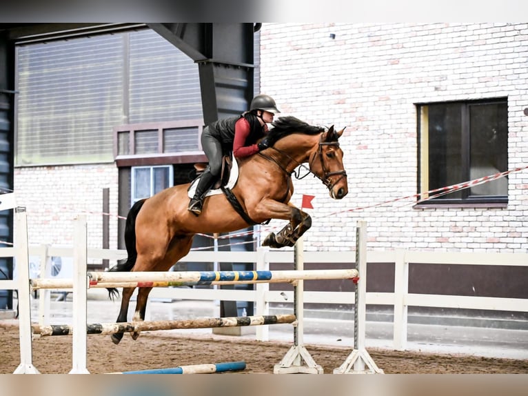 KWPN Caballo castrado 8 años 173 cm Morcillo in Uzeste