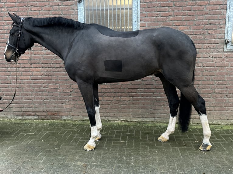 KWPN Caballo castrado 8 años 173 cm Negro in Bad Kreuznach