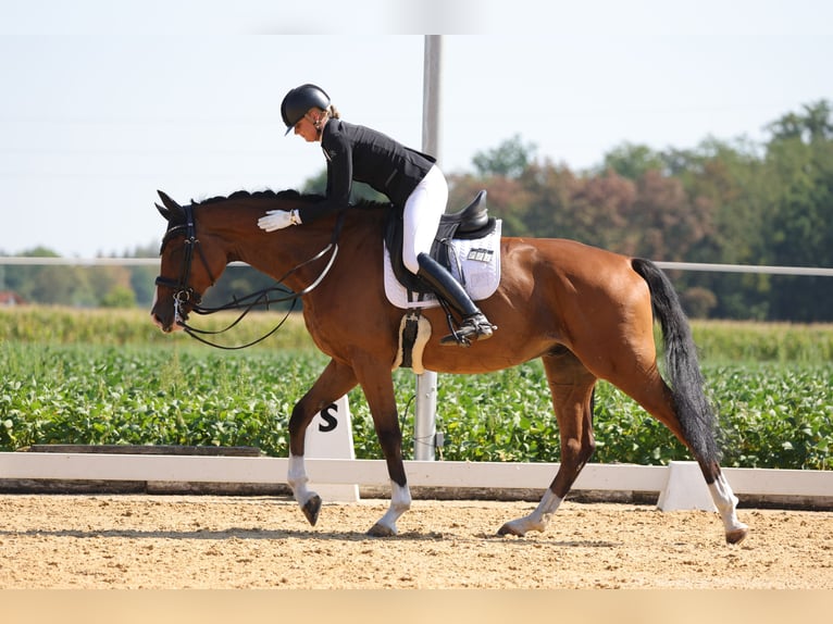 KWPN Caballo castrado 8 años 174 cm Castaño in Karlsfeld