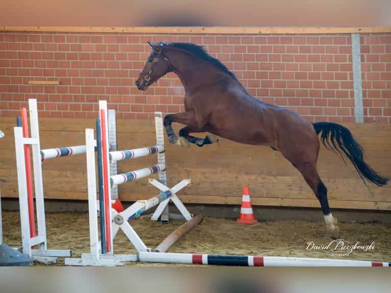KWPN Caballo castrado 8 años 174 cm Castaño in Hamminkeln