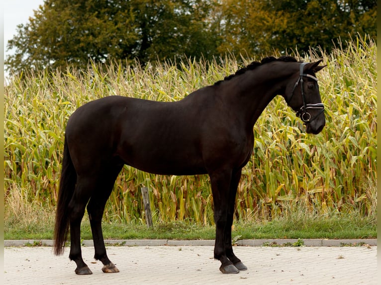 KWPN Caballo castrado 8 años 174 cm Negro in De Wilp