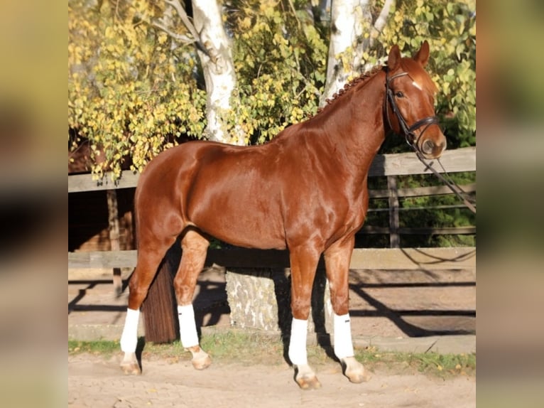 KWPN Caballo castrado 8 años 175 cm Alazán in Weesow